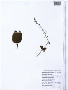 Isodon coetsa (Buch.-Ham. ex D.Don) Kudô, Зарубежная Азия (ASIA) (Вьетнам)