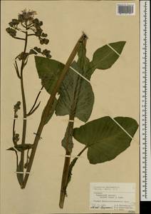 Lactuca macrophylla subsp. macrophylla, Восточная Европа, Средневолжский район (E8) (Россия)