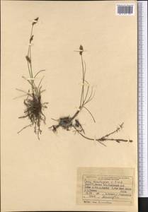 Осока безжилковая C.A.Mey., Средняя Азия и Казахстан, Западный Тянь-Шань и Каратау (M3) (Киргизия)