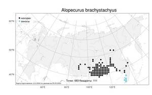 Alopecurus brachystachyus, Лисохвост короткоколосый M.Bieb., Атлас флоры России (FLORUS) (Россия)