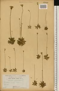 Проломник северный L., Восточная Европа, Центральный лесостепной район (E6) (Россия)