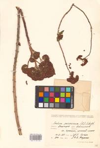 Очитник обыкновенный (L.) H.Ohba, Восточная Европа, Восточный район (E10) (Россия)