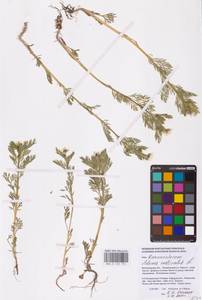 Горицвет летний, Адонис летний L., Восточная Европа, Нижневолжский район (E9) (Россия)