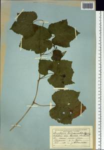 Ampelopsis glandulosa var. brevipedunculata (Maxim.) Momiy., Сибирь, Дальний Восток (S6) (Россия)