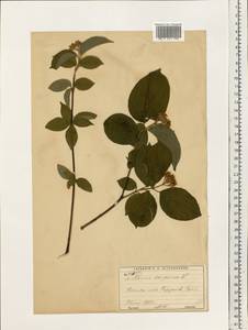 Cornus sanguinea subsp. sanguinea, Восточная Европа, Московская область и Москва (E4a) (Россия)