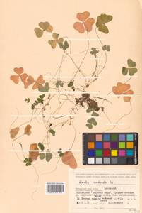 Кислица обыкновенная L., Сибирь, Дальний Восток (S6) (Россия)