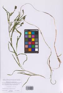 Рдест сплюснутый L., Восточная Европа, Московская область и Москва (E4a) (Россия)