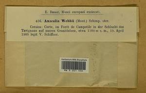 Anacolia webbii (Mont.) Schimp., Гербарий мохообразных, Мхи - Западная Европа (BEu) (Франция)