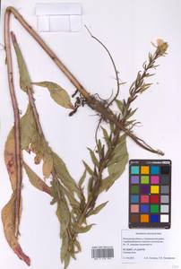 Oenothera × rubricaulis Kleb., Восточная Европа, Московская область и Москва (E4a) (Россия)