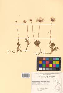 Geum selinifolium (Fisch. ex F. Schmidt) Hultén, Сибирь, Дальний Восток (S6) (Россия)