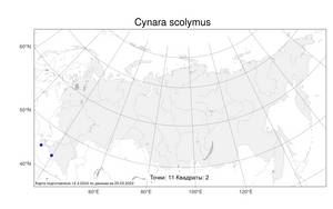 Cynara scolymus, Артишок посевной L., Атлас флоры России (FLORUS) (Россия)