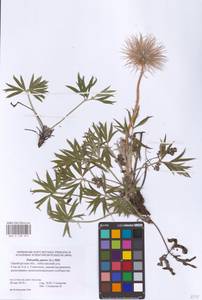 Прострел раскрытый, Сон-трава (L.) Mill., Восточная Европа, Восточный район (E10) (Россия)