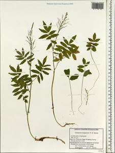 Cardamine macrophylla subsp. macrophylla, Зарубежная Азия (ASIA) (КНР)