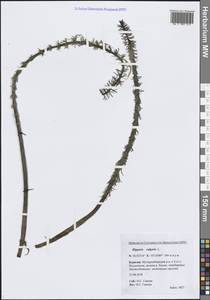 Хвостник обыкновенный, Водяная сосенка L., Сибирь, Прибайкалье и Забайкалье (S4) (Россия)