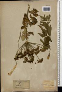 Борщевик пастернаколистный K.Koch, Кавказ (без точных местонахождений) (K0)