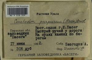 Ceratodon purpureus (Hedw.) Brid., Гербарий мохообразных, Мхи - Пермский край, Удмуртия, Свердловская и Кировская области (B8) (Россия)