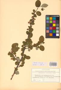 Кизильник рыхлоцветковый (J.Jacq.) Lindl., Восточная Европа, Северный район (E1) (Россия)