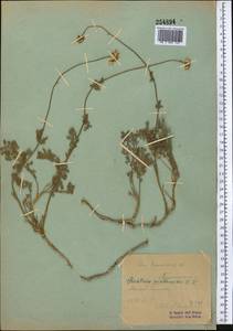 Richteria pyrethroides Kar. & Kir., Средняя Азия и Казахстан, Западный Тянь-Шань и Каратау (M3) (Узбекистан)
