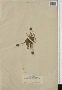 Jasione crispa subsp. amethystina (Lag. & Rodr.) Tutin, Западная Европа (EUR) (Испания)