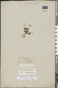 Крупка молочно-белая Adams, Восточная Европа, Северный район (E1) (Россия)