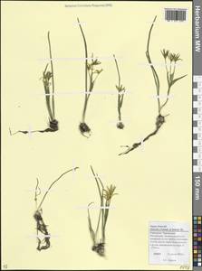 Гусиный лук крымский Steven, Кавказ, Ставропольский край, Карачаево-Черкесия, Кабардино-Балкария (K1b) (Россия)