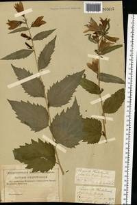 Колокольчик крапиволистный L., Восточная Европа, Средневолжский район (E8) (Россия)