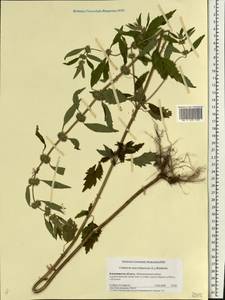 Щетинохвост шандровый (L.) Ehrh. ex Rchb., Восточная Европа, Центральный район (E4) (Россия)