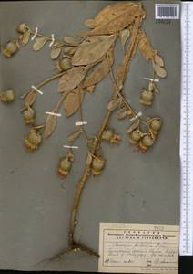 Кузиния красивенькая Bunge, Средняя Азия и Казахстан, Памир и Памиро-Алай (M2) (Таджикистан)