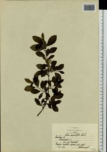 Ива мирзинолистная, Ива чернеющая Salisb., Восточная Европа, Московская область и Москва (E4a) (Россия)