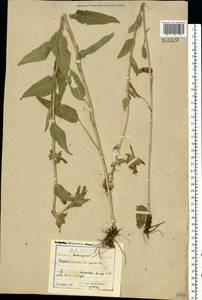 Колокольчик скученный, Колокольчик сборный L., Восточная Европа, Центральный район (E4) (Россия)