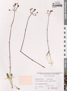 Первоцвет клинолистный Ledeb., Сибирь, Чукотка и Камчатка (S7) (Россия)