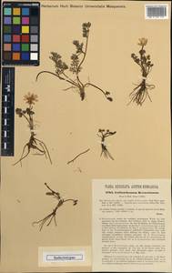 Callianthemum kernerianum A. Kern., Западная Европа (EUR) (Италия)