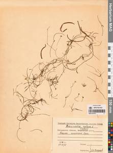 Лютик распростертый, Лютик стелющийся L., Сибирь, Чукотка и Камчатка (S7) (Россия)