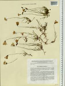 Колокольчик круглолистный L., Сибирь, Западная Сибирь (S1) (Россия)