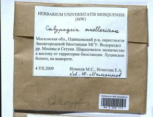 Calypogeia muelleriana (Schiffn.) Müll. Frib., Гербарий мохообразных, Мхи - Москва и Московская область (B6a) (Россия)
