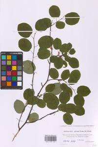 Amelanchier × spicata (Lam.) K.Koch, Восточная Европа, Московская область и Москва (E4a) (Россия)