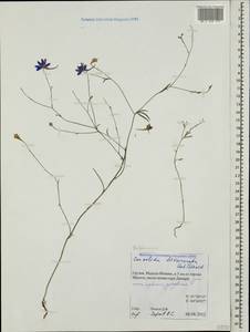 Delphinium consolida subsp. divaricatum (Ledeb.) A. Nyár., Кавказ, Грузия (K4) (Грузия)