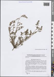 Спорыш обыкновенный вытаптываемый (Lindm.) Wissk., Восточная Европа, Северо-Западный район (E2) (Россия)