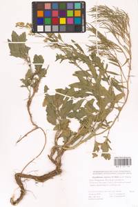 Гулявник волжский M.Bieb. ex E.Fourn., Восточная Европа (без точных пунктов) (E0)