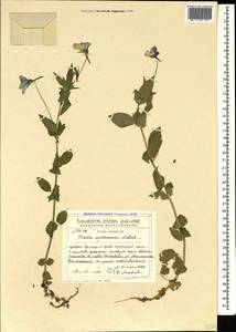 Viola orthoceras Ledeb., Кавказ, Грузия (K4) (Грузия)