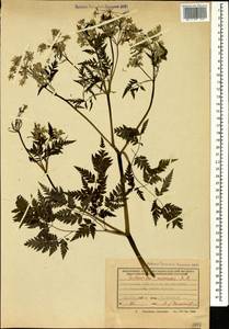 Anthriscus sylvestris subsp. sylvestris, Кавказ, Грузия (K4) (Грузия)