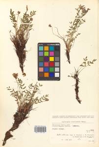 Остролодочник охотский Bunge, Сибирь, Чукотка и Камчатка (S7) (Россия)