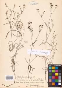 Cynanchica tinctoria (L.) Fourr., Восточная Европа, Московская область и Москва (E4a) (Россия)