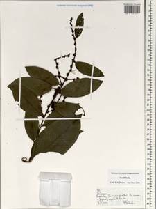 Magnoliopsida, Зарубежная Азия (ASIA) (Индия)