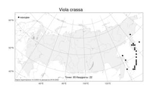 Viola crassa, Фиалка толстая (Makino) Makino, Атлас флоры России (FLORUS) (Россия)