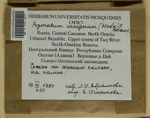 Pogonatum urnigerum (Hedw.) P. Beauv., Гербарий мохообразных, Мхи - Северный Кавказ и Предкавказье (B12) (Россия)