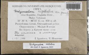 Didymodon validus Limpr., Гербарий мохообразных, Мхи - Западная Сибирь (включая Алтай) (B15) (Россия)