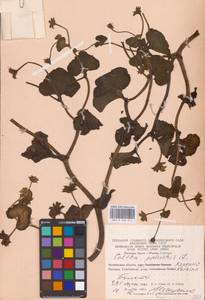 Калужница болотная L., Восточная Европа, Восточный район (E10) (Россия)