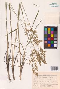 Anthoxanthum repens (Host) Veldkamp, Восточная Европа, Нижневолжский район (E9) (Россия)