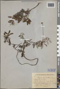 Дриада вострозубчатая (Juz.) Hultén, Сибирь, Прибайкалье и Забайкалье (S4) (Россия)